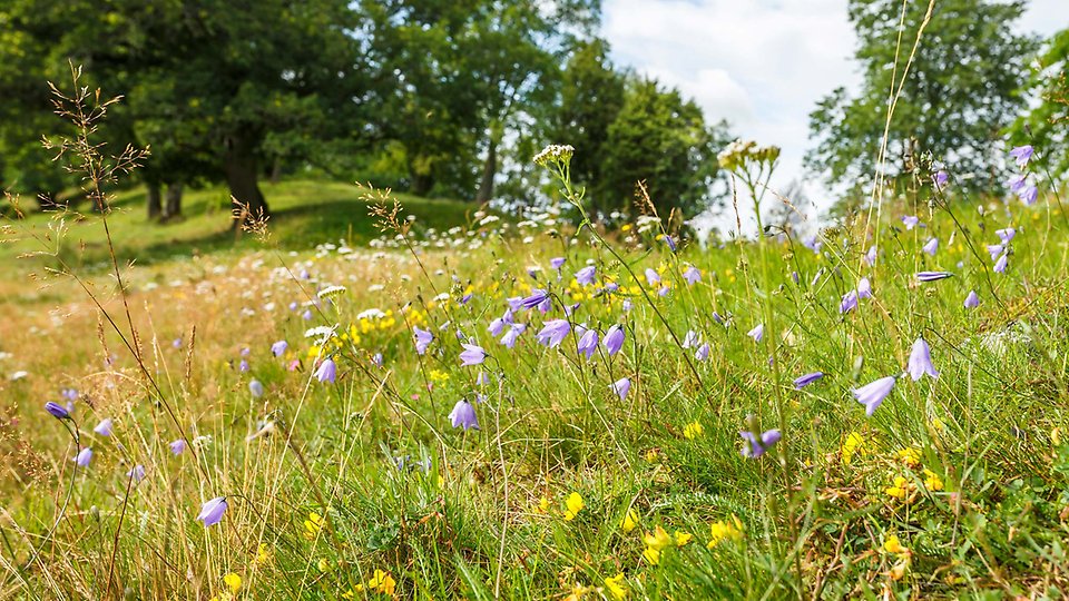 Änglandskap. Närmast kameran syns bland annat blåklockor och andra sommarblommor. Gräset har börjat gulna av värmen. I bakgrunden syns en grön lövskog på en höjd.